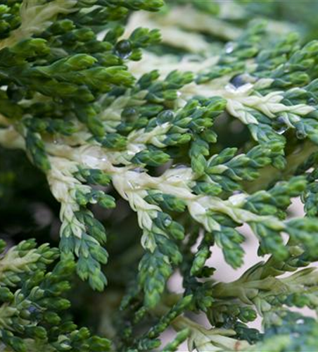 Chamaecyparis lawsoniana 'Sunkist'