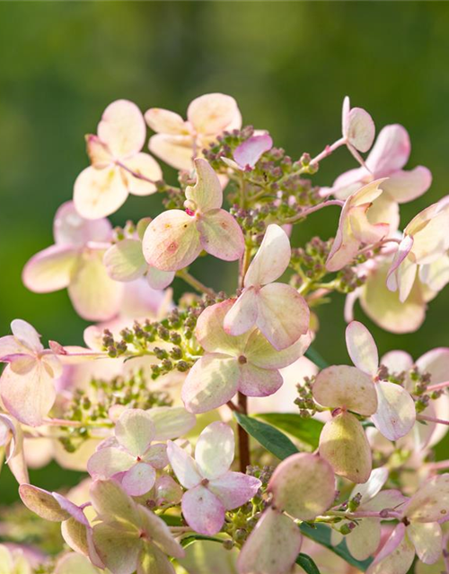 Rispenhortensie 'Petite Star'(s)