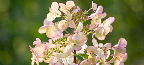 Rispenhortensie 'Petite Star'(s)