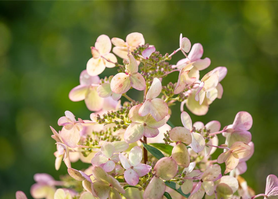 Rispenhortensie 'Petite Star'(s)