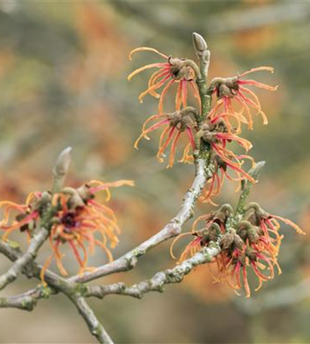 Zaubernuss 'Jelena'