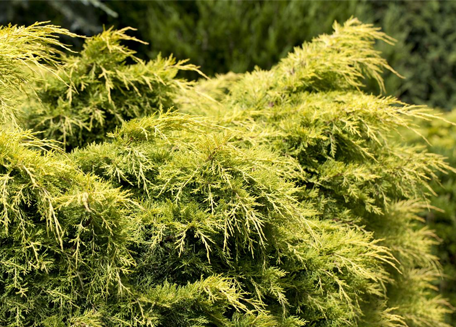 Chinesischer Wacholder 'Golden Saucer'