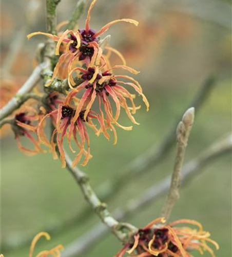 Zaubernuss 'Orange Beauty'