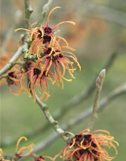 Zaubernuss 'Jelena'