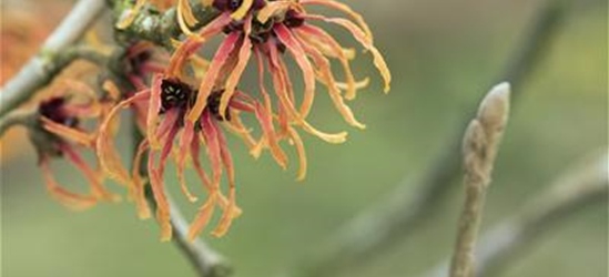 Zaubernuss 'Orange Beauty'