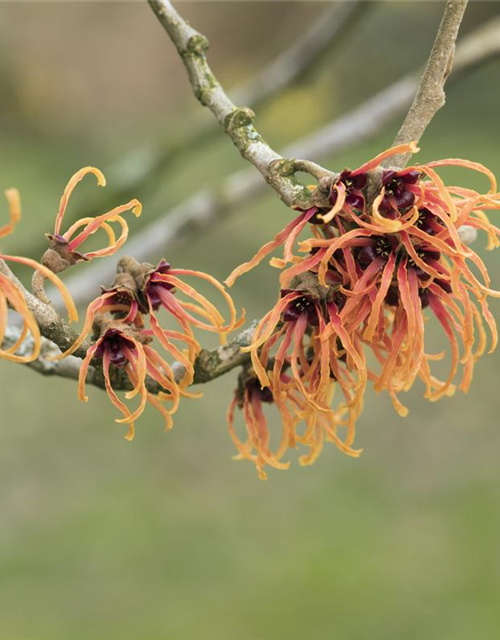 Zaubernuss 'Jelena'