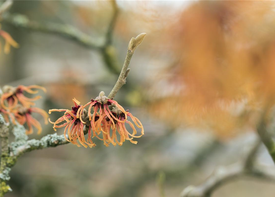 Zaubernuss 'Jelena'