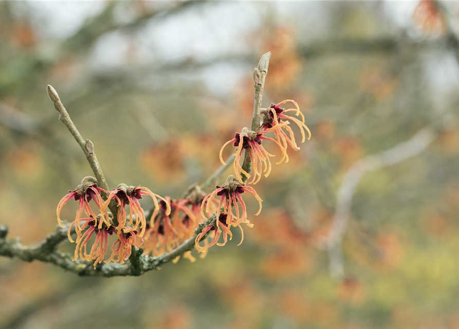 Zaubernuss 'Jelena'