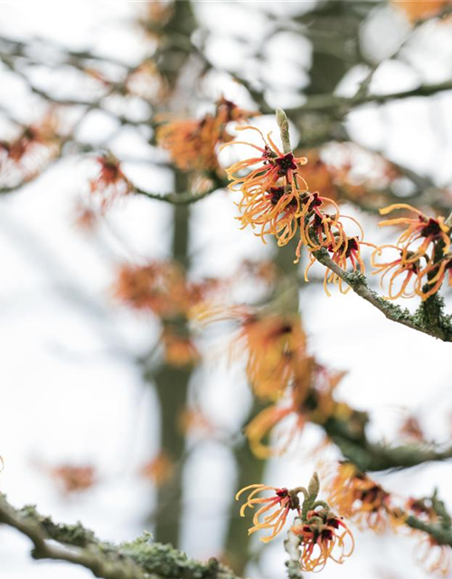 Zaubernuss 'Jelena'