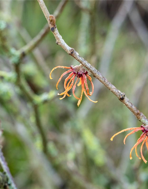 Zaubernuss 'Jelena'