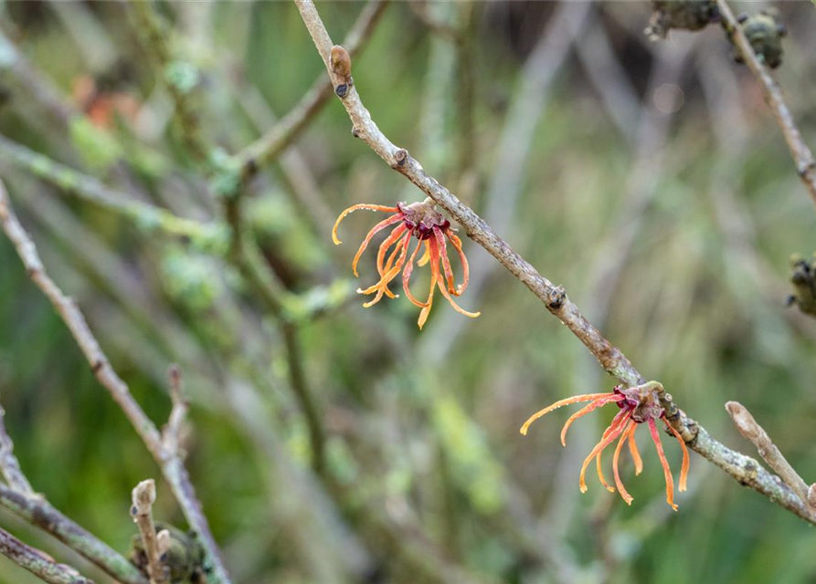 Zaubernuss 'Jelena'