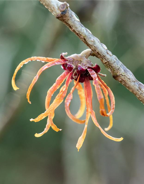 Zaubernuss 'Jelena'