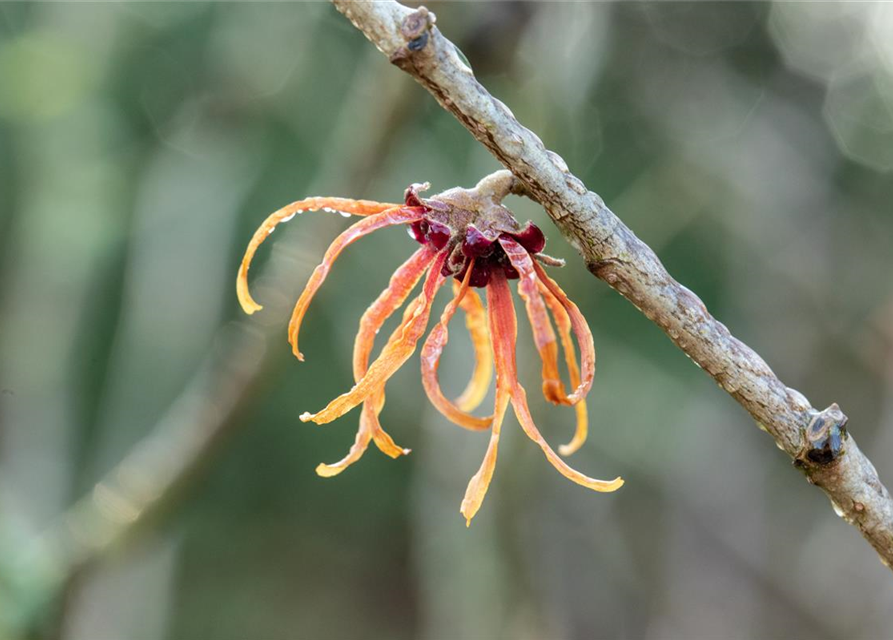 Zaubernuss 'Jelena'