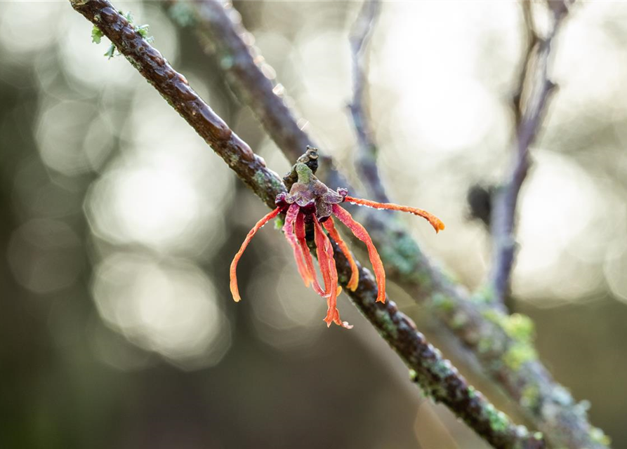 Zaubernuss 'Jelena'