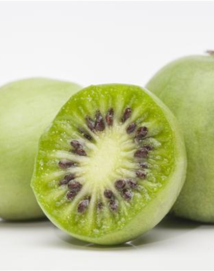 Mini-Kiwi