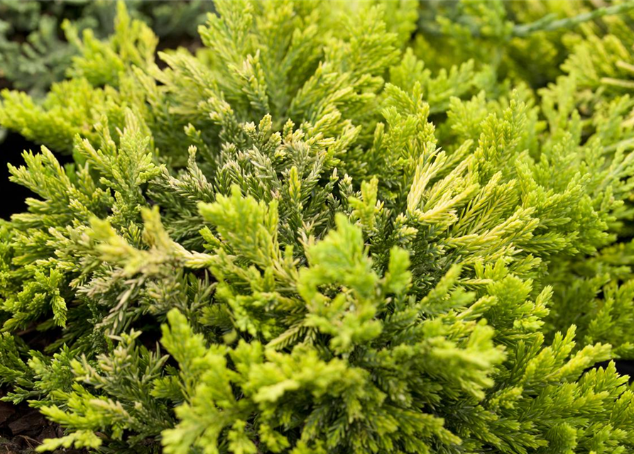 Goldener Teppichwacholder 'Golden Carpet'