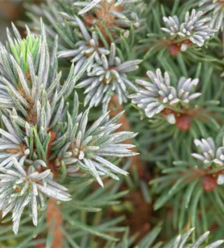 Picea glauca 'Sander's Blue'