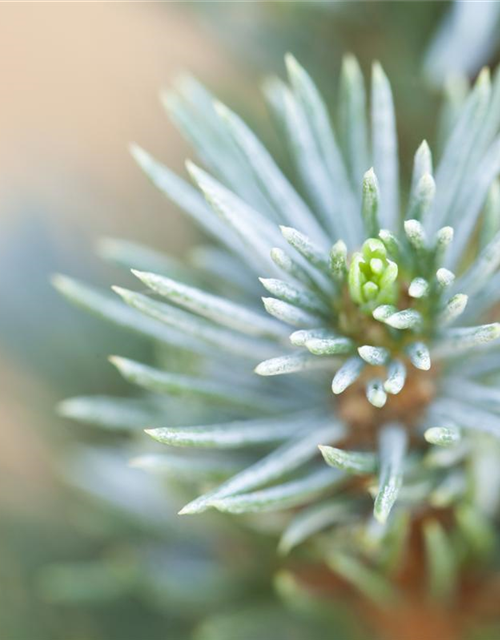 Picea glauca 'Sander's Blue'