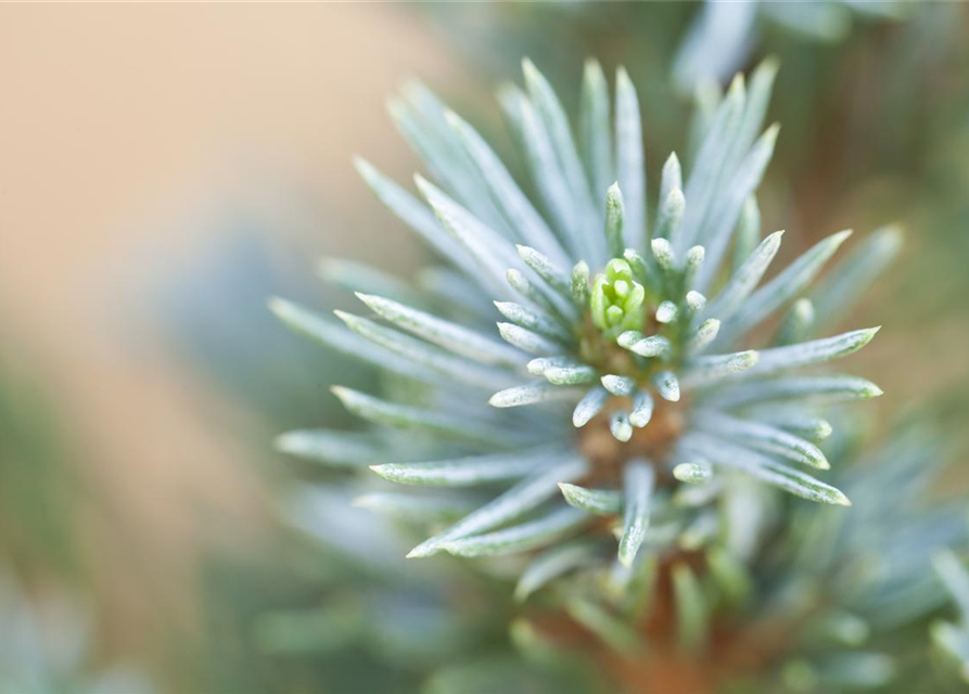 Picea glauca 'Sander's Blue'