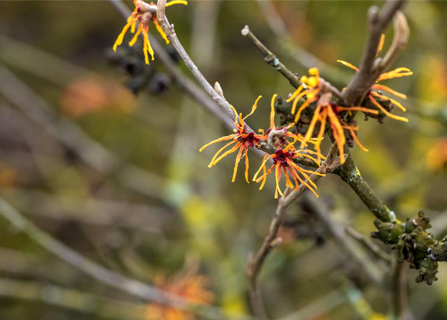 Zaubernuss 'Orange Beauty'