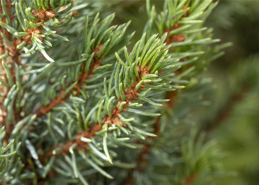 Picea glauca 'Sander's Blue'