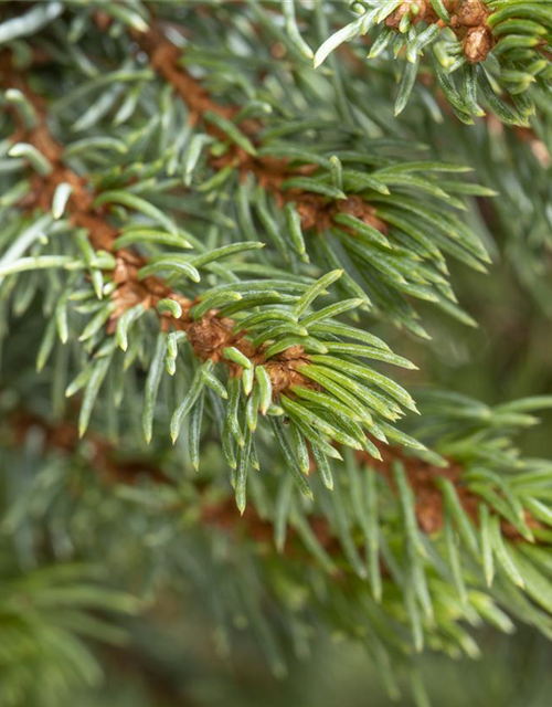 Picea glauca 'Sander's Blue'