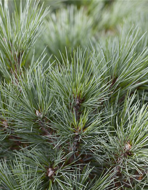 R Pinus strobus 'Blue Shag'