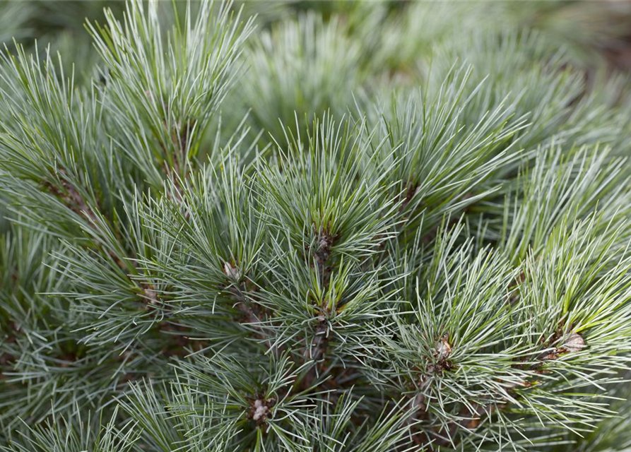 R Pinus strobus 'Blue Shag'