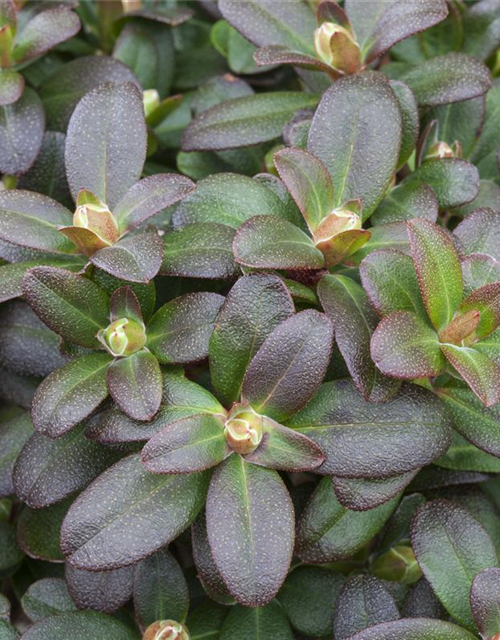 Zwergalpenrose 'Shamrock'