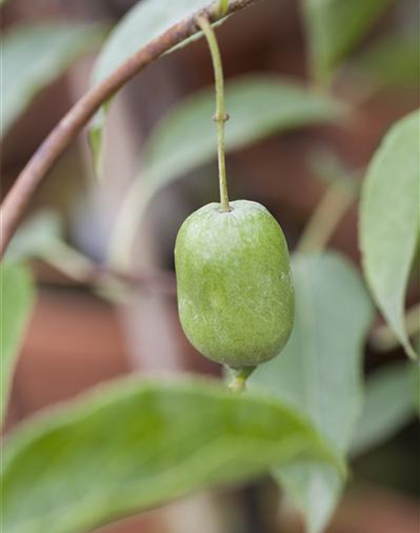 R Actinidia arguta 'Issai'