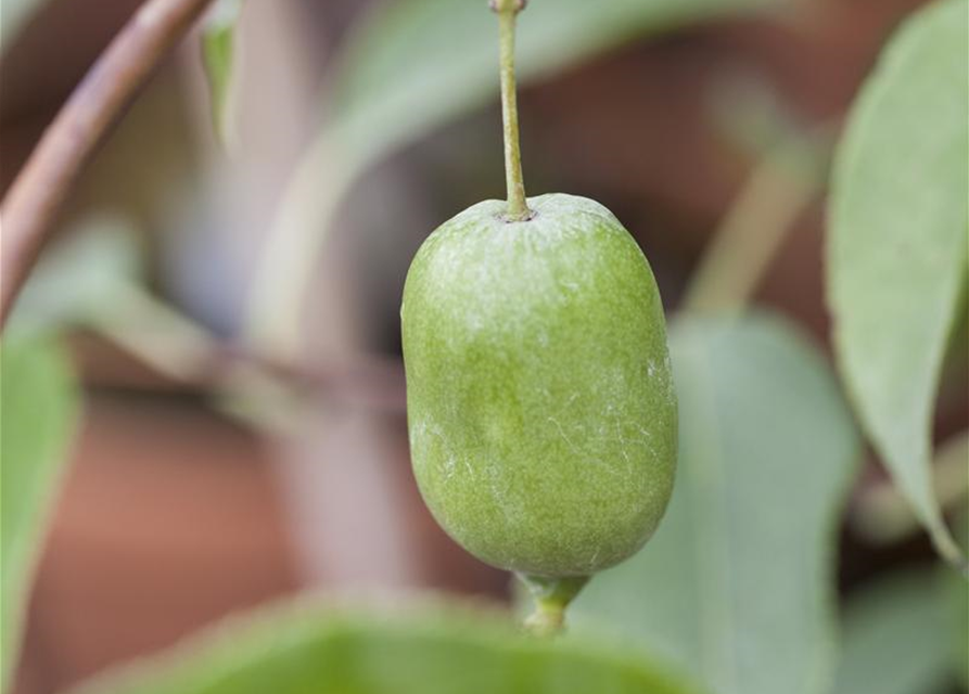 R Actinidia arguta 'Issai'