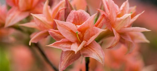 Sommergrüne Azalee 'My Reini'