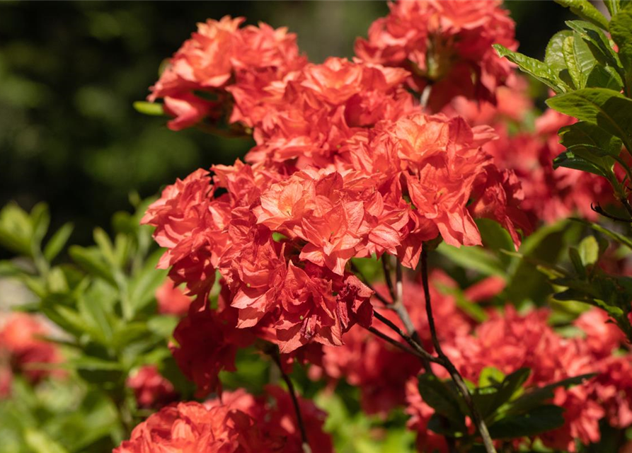 Sommergrüne Azalee 'My Reini'