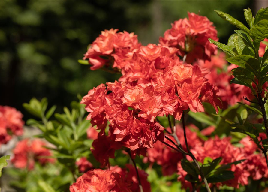 Sommergrüne Azalee 'My Reini'