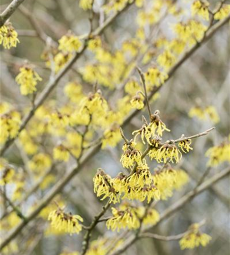 Hamamelis intermedia 'Arnold Promise'