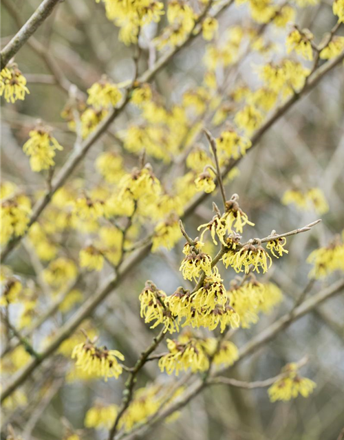 Hamamelis intermedia 'Arnold Promise'