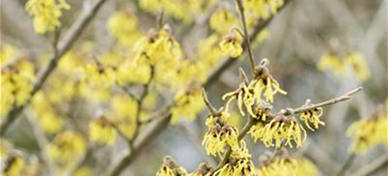 Hamamelis intermedia 'Arnold Promise'