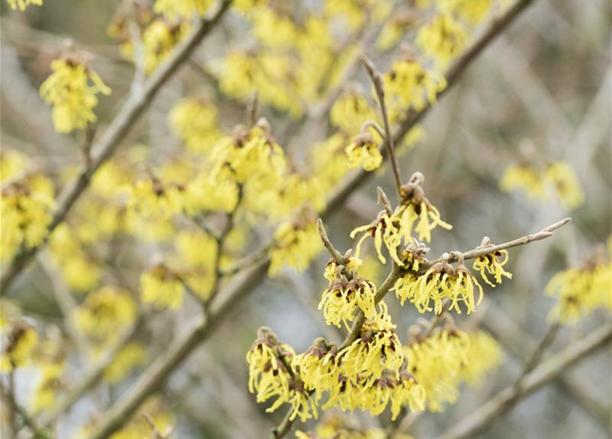 Hamamelis intermedia 'Arnold Promise'