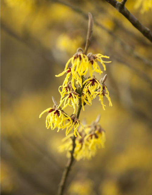 Hamamelis intermedia 'Arnold Promise'