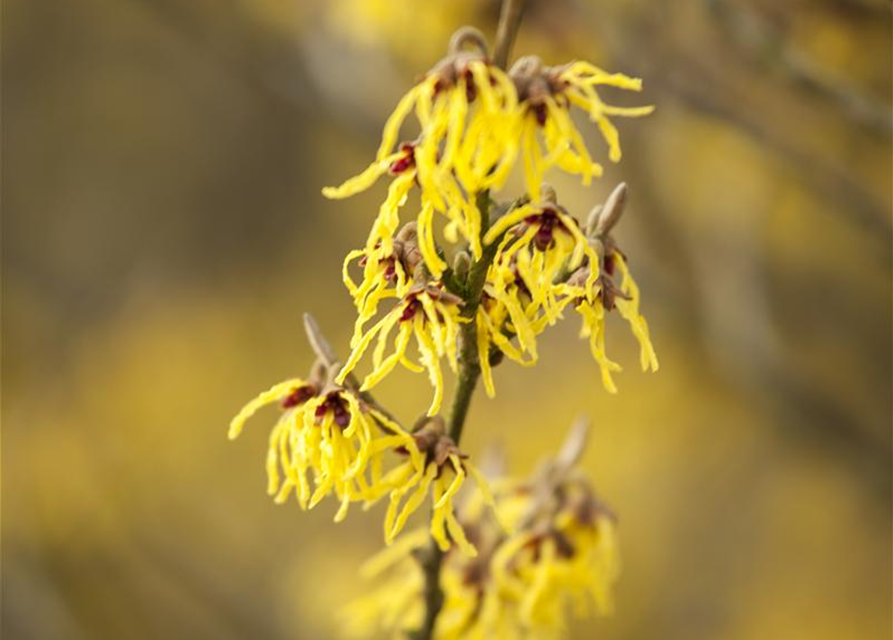 Hamamelis intermedia 'Arnold Promise'