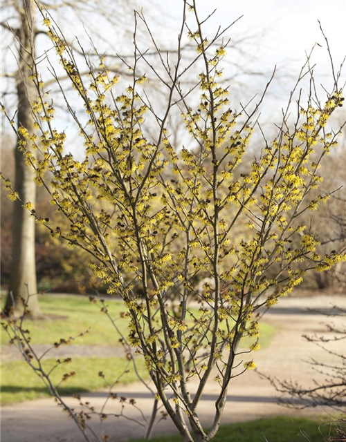 Hamamelis intermedia 'Arnold Promise'