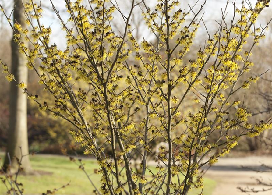 Hamamelis intermedia 'Arnold Promise'