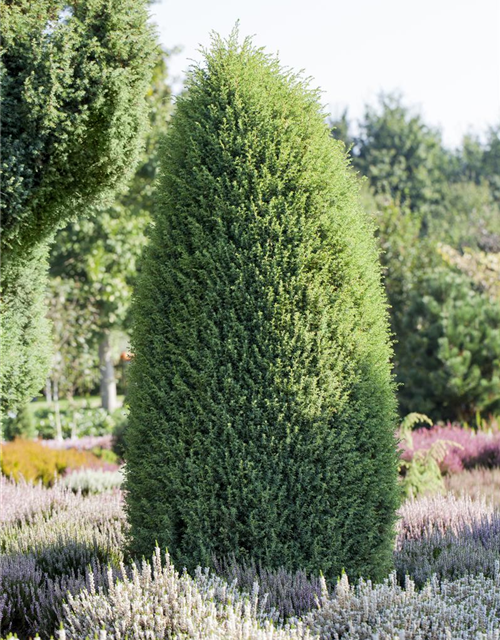 Irischer Säulenwacholder 'Hibernica'