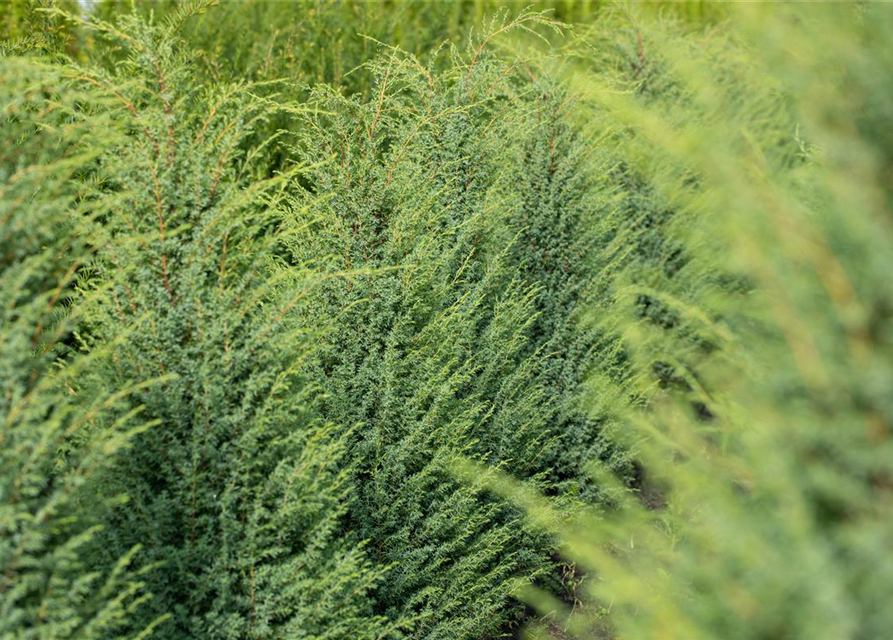 Irischer Säulenwacholder 'Hibernica'