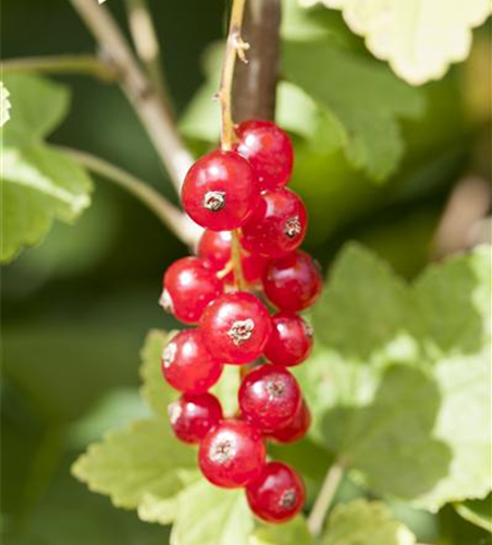 Ribes rubrum 'Jonkheer van Tets' CAC