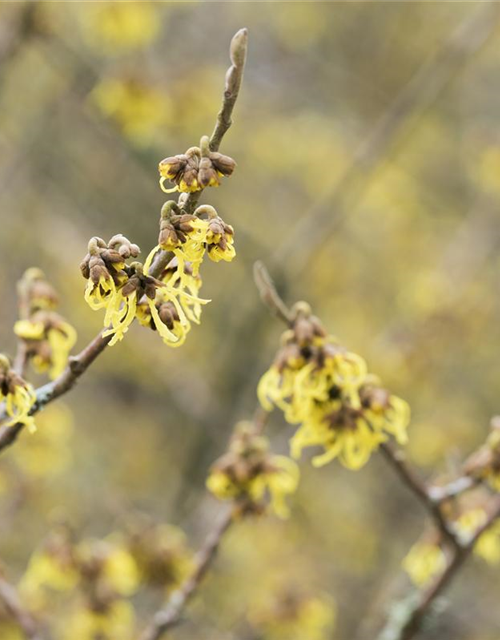 Hamamelis intermedia 'Arnold Promise'