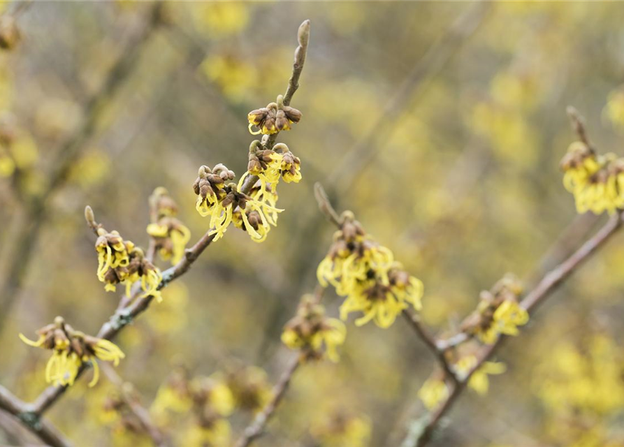 Hamamelis intermedia 'Arnold Promise'