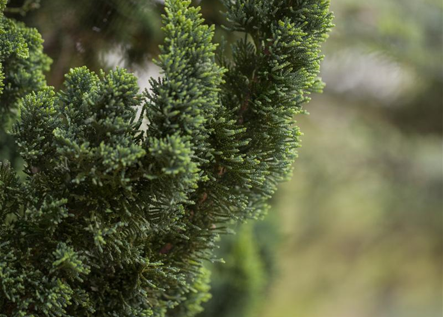 Chamaecyparis lawsoniana 'Wissel's Saguaro'