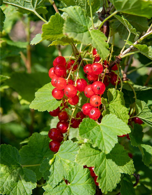 Ribes rubrum 'Jonkheer van Tets' CAC