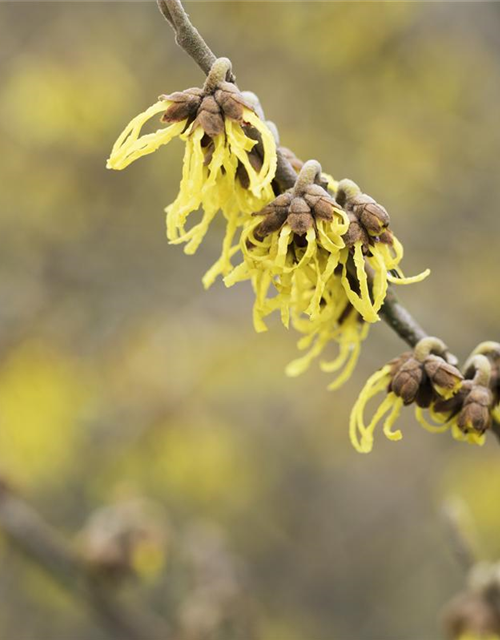 Hamamelis intermedia 'Arnold Promise'